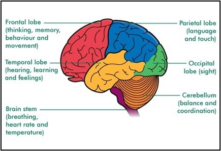 Image: A computer drawn picture of the brain with different colors indicating the different lobes of the brain.  There are words with arrows pointing to the different lobes identifying them by name and explaining their functions: Frontal lobe (thinking memory, behavior and movement); temporal lobe (hearing, learning and feelings); brain stem (breathing, heart rate and temperature); parietal lobe (language and touch); occipital lobe (sight); and cerebellum (balance and coordination).