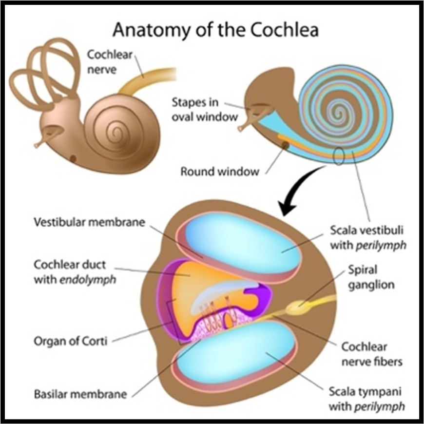 Image: A computer drawn picture of the human ear, both internal and external.  Arrows point to different parts of the ear showing the pinna, ear canal, ear drum, middle ear, inner ear, and the Eustachian tube.